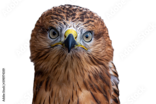A red hawk head. White background. isolated head