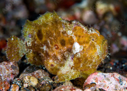 Rare night time frogfish. Macro underwater world of Tulamben, Bali, Indonesia.