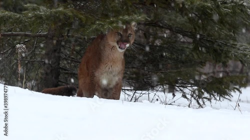 Mountain Lion walking in snow, Cougar in snow