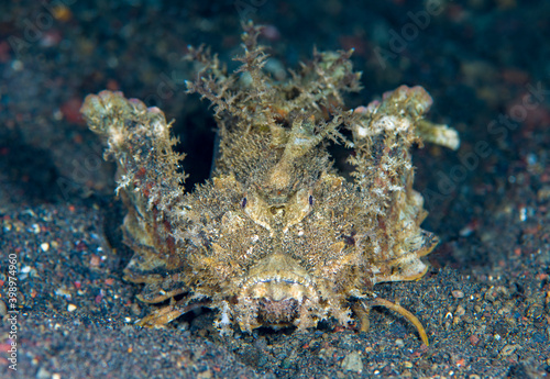 Stonefish - Bearded Stinger - Inimicus didactylus. Underwater life of Tulamben, Bali, Indonesia. © diveivanov