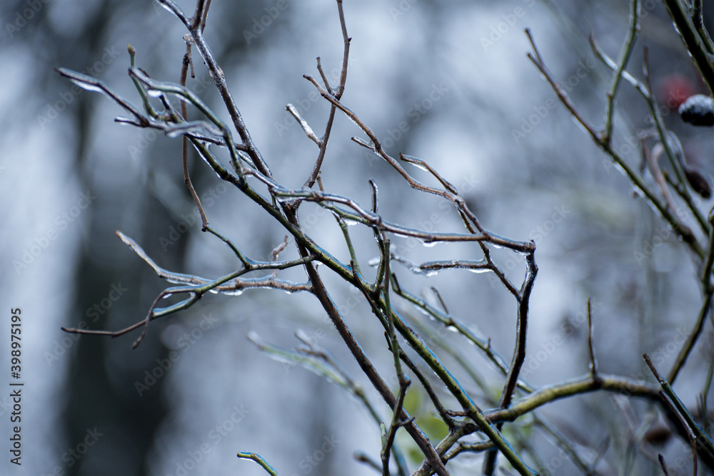 Winter background with frosted branches Winter background with frosted branches