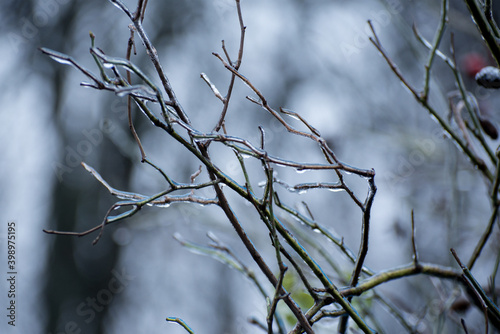 Winter background with frosted branches