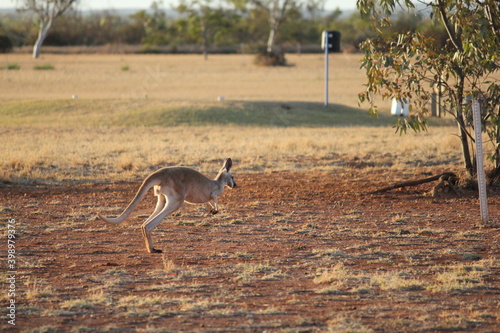 Red Kangaroo in a dry Western Australia landscape at sunset