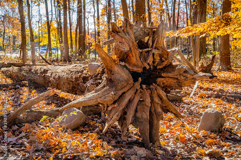 Golden fall in South Mountain Reservation in New Jersey, USA Golden fall in South Mountain Reservation in New Jersey, USA