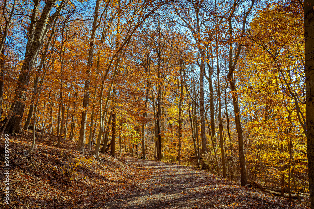 Golden fall in South Mountain Reservation in New Jersey, USA