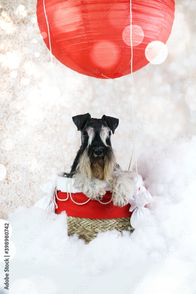 Fotografie montgolfiere schnauzer