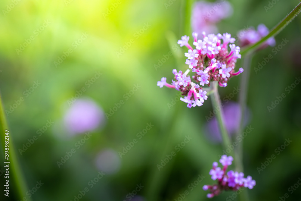 The background image of the colorful flowers The background image of the colorful flowers
