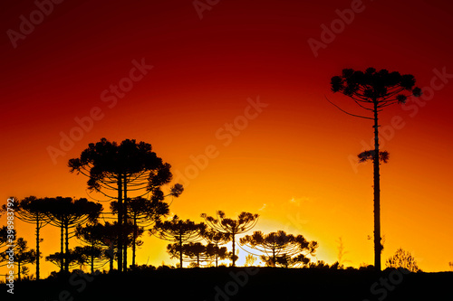 Arvores Araucarias ao entardecer. Santa Catarina