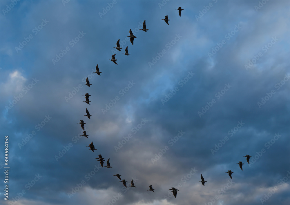 Russia. Republic of Karelia. A flock of wild geese arrive for the winter in warm regions against the background of the autumn evening sky.