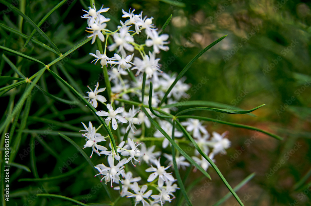 Beautiful small white flowers of Shatavari tree in the wild Beautiful small white flowers of Shatavari tree in the wild