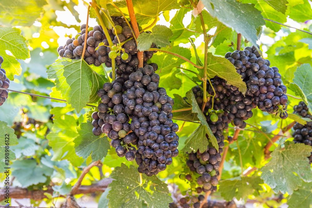 Closeup of bunches of ripe red wine grapes on vine in vineyard