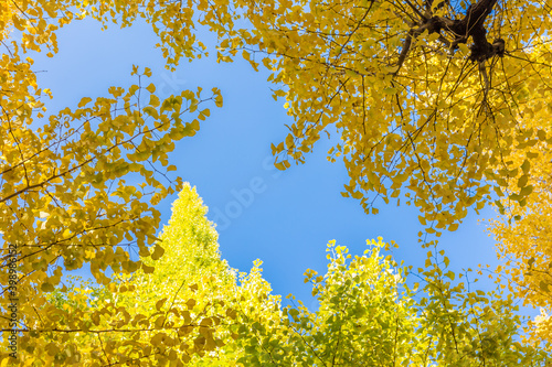 Yellow ginkgo leaves with sky as background like photo frames at icho namiki, Tokyo, Japan. Copy space background and select focus photo