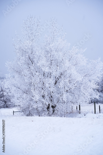 snow covered trees