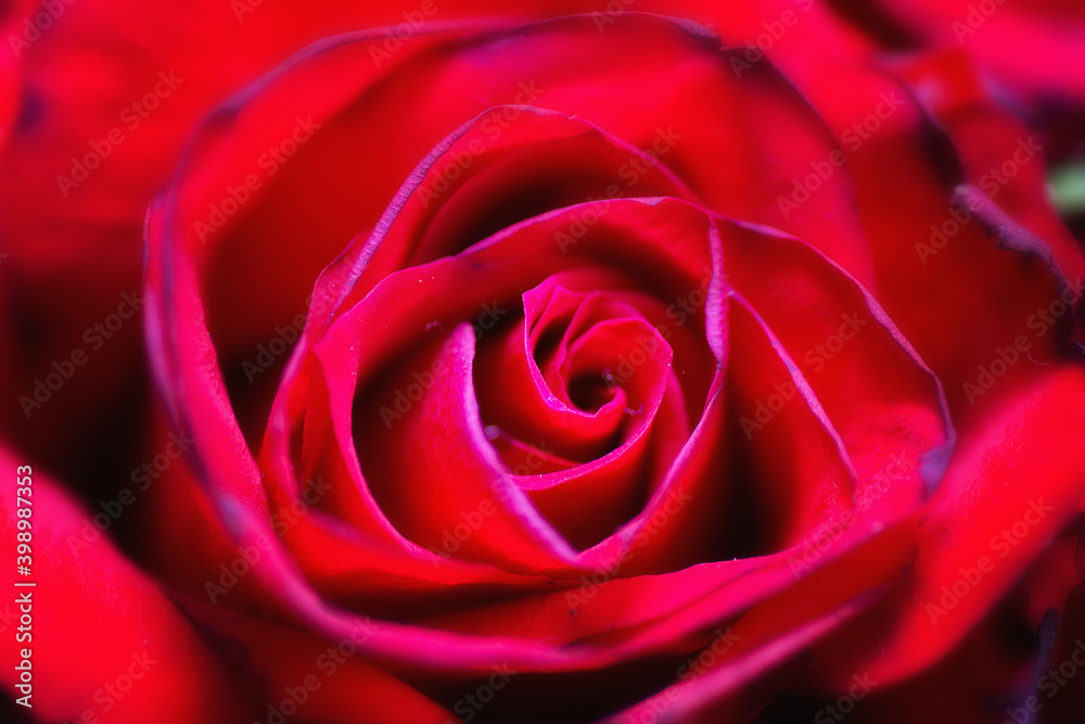 Closeup macro image of a beautiful red rose Closeup macro image of a beautiful red rose