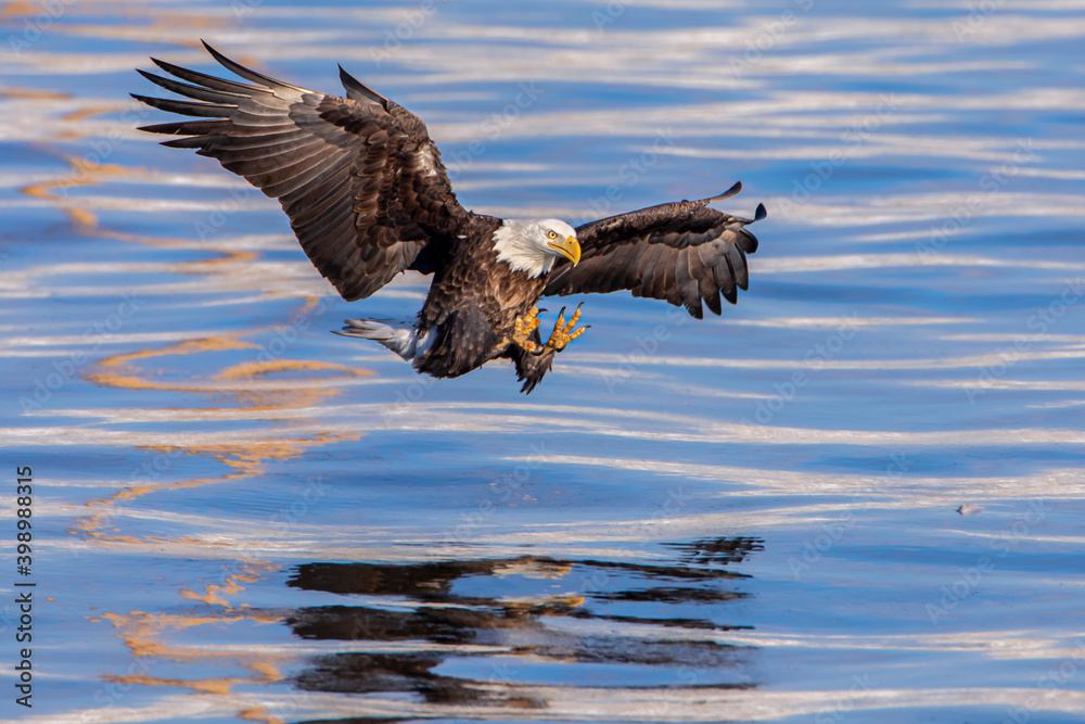 Фотография "Braking To Strike"