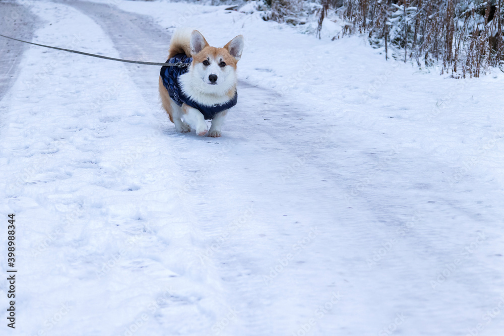 Welsh corgi pembroke dog walking on leash with owner in snowy winter park.
