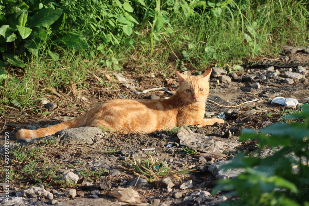 Kucing berjemur. A cat lounging and wallow on the ground and bathing of the summer sun Kucing berjemur. A cat lounging and wallow on the ground and bathing of the summer sun