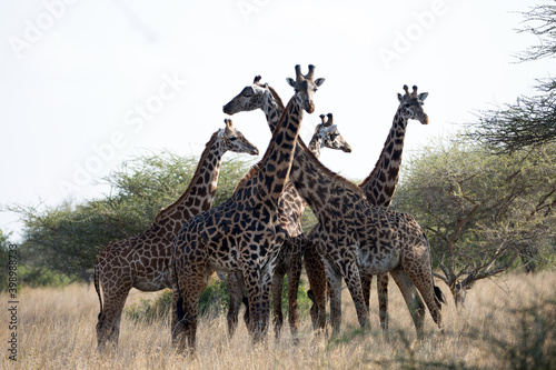 Fototapeta Naklejka Na Ścianę i Meble -  Giraffes (Giraffa camelopardalis peralta) - Kenya