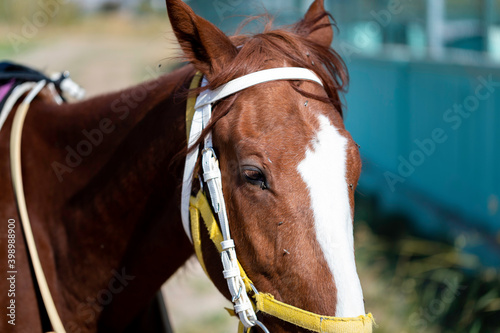 Tired horse in the horse farm. © Alaka Film