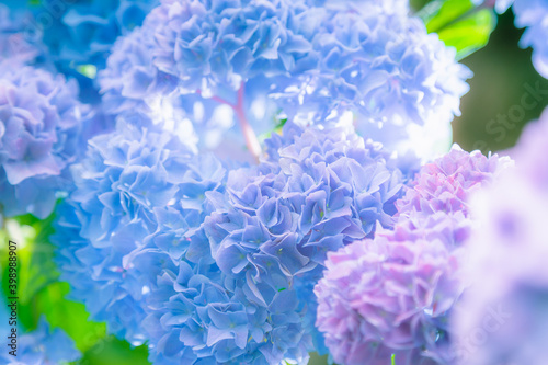あじさい，紫陽花