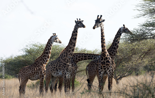 Giraffes (Giraffa camelopardalis peralta) - Kenya	