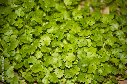 Fresh growing Parsley leaves in the United Arab Emirates