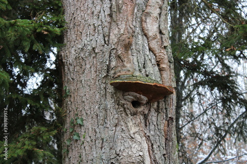 tree bark with mushroom on the side