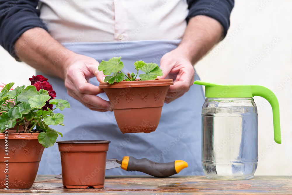 Pots of flowers for transplanting are on the gardener's table Pots of flowers for transplanting are on the gardener's table