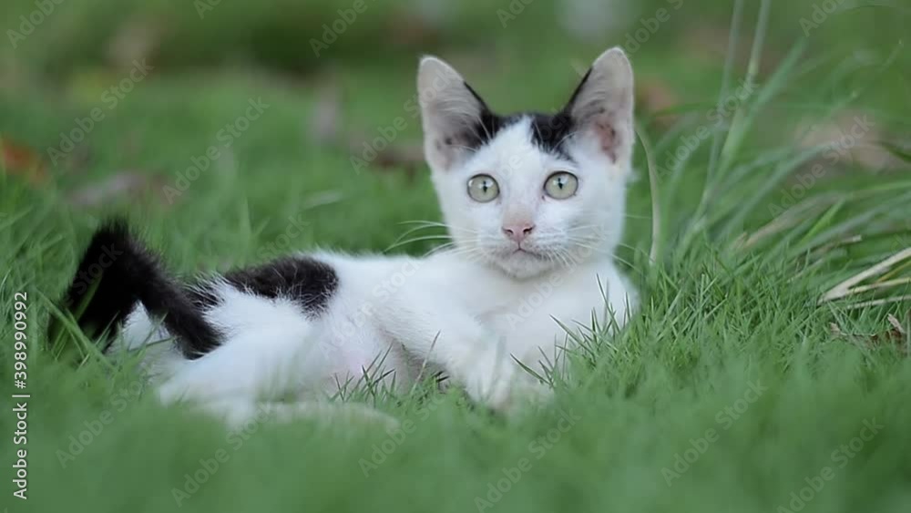 White cute cat with black spot laying on the grass White cute cat with black spot laying on the grass