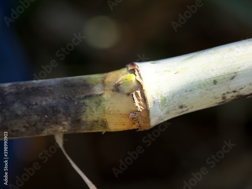 Okinawa,Japan-October 29, 2020: Closeup of a shoot or ratoon of sugar cane in Miyakojima island 
