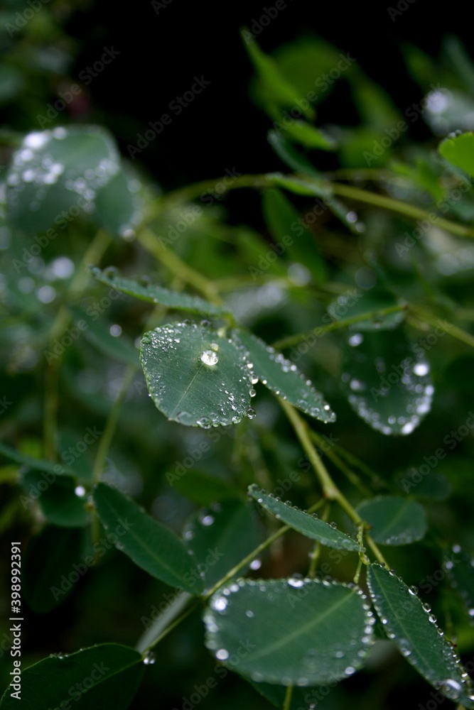 dew on a leaf dew on a leaf