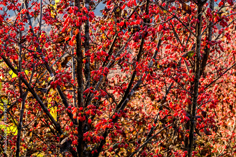 Closeup of small red berries growing on tree Closeup of small red berries growing on tree