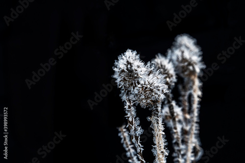 Billede på lærred Frozen thistle buds covered with hoarfrost on a black background