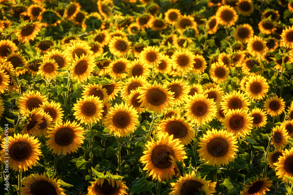 many bright yellow sunflowers in the sunlight in a sunflower field, copy space many bright yellow sunflowers in the sunlight in a sunflower field, copy space
