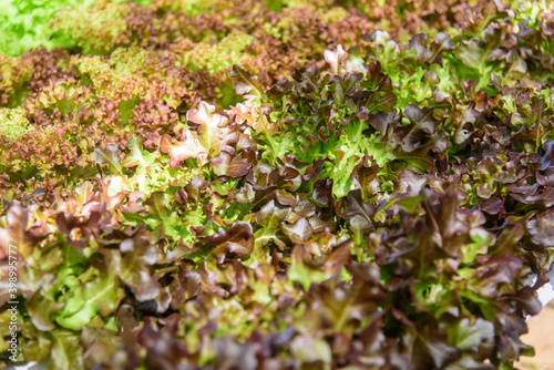 red coral vegetable in water trough of hydroponics 