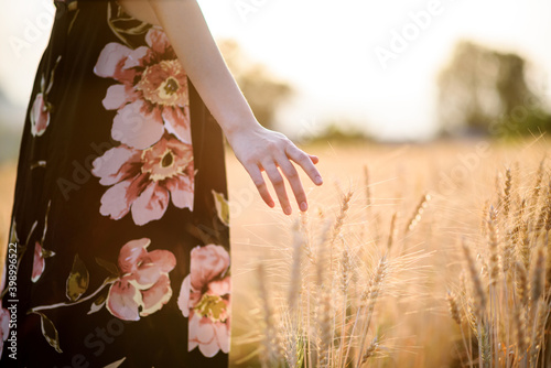 Fototapeta Naklejka Na Ścianę i Meble -  woman hand touching ripe golden barley or wheat ear at sunset