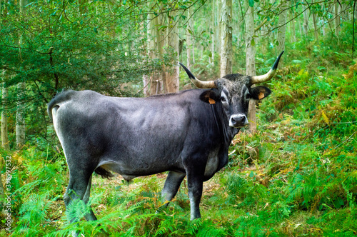 Tudanca cow at the green hills of Cantabria, Spain