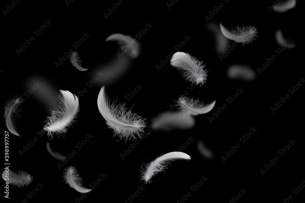 Group of light soft fluffy a white feathers flolating in the dark. black ground. abstract, feather freedom floating. - obrazy, fototapety, plakaty 