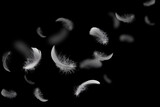 Group of light soft fluffy a white feathers flolating in the dark. black ground. abstract, feather freedom floating.