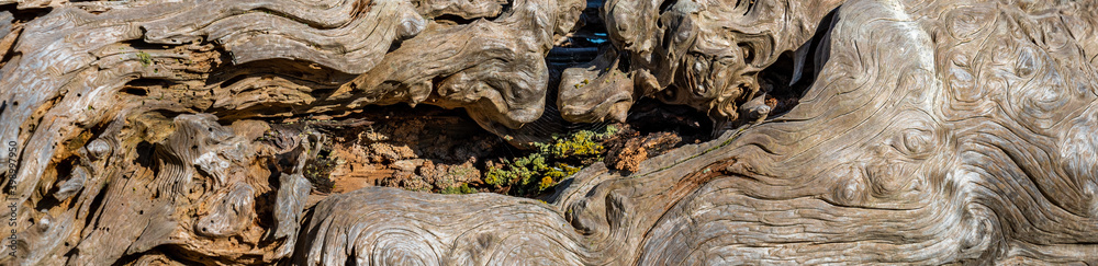 Closeup of textured driftwood on a sunny day, as a nature background
Closeup of textured driftwood on a sunny day, as a nature background