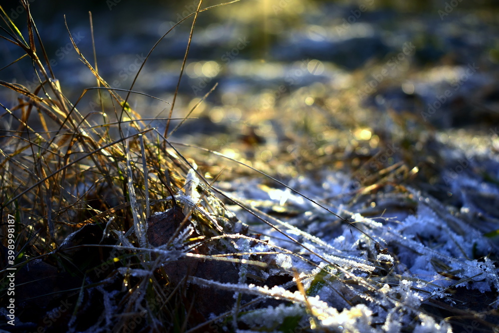 Fototapeta premium frost on the grass in the sun