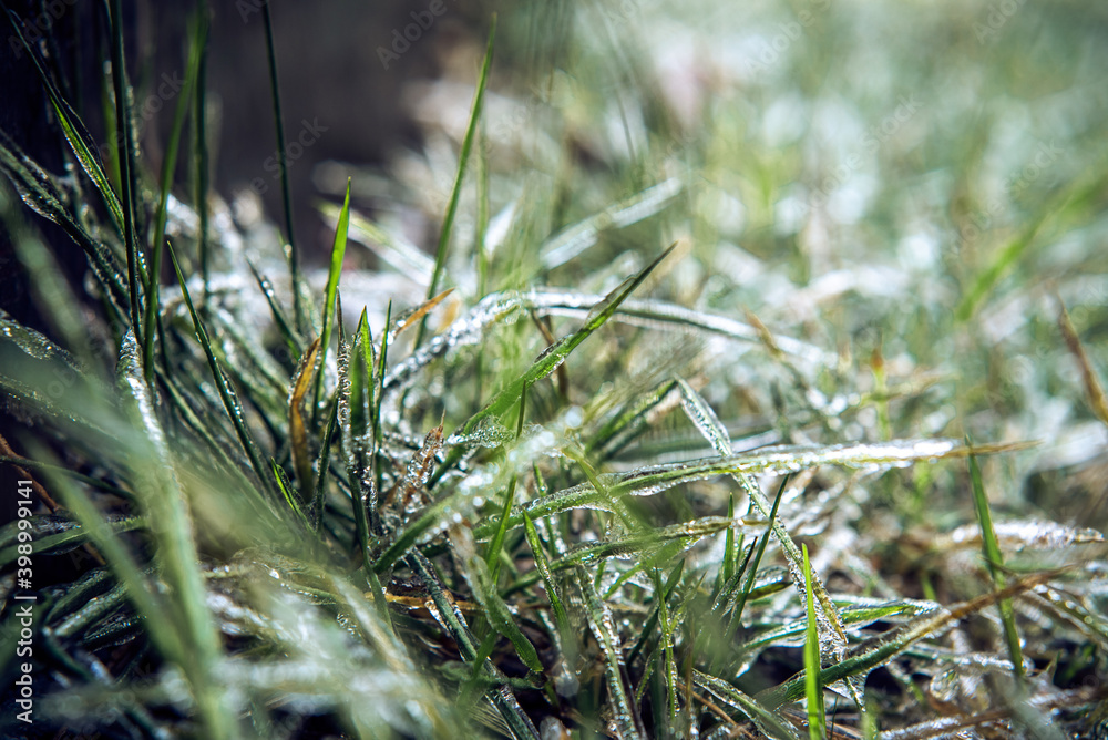 Grass covered with ice after freezing rain, beautiful winter background Grass covered with ice after freezing rain, beautiful winter background
