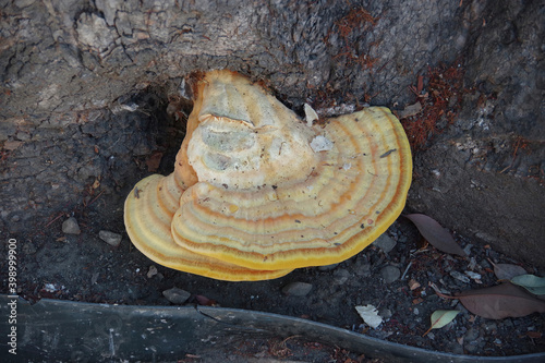 Close-up high angle view of an orange yellow tree fungus at the bottom of a California street tree
