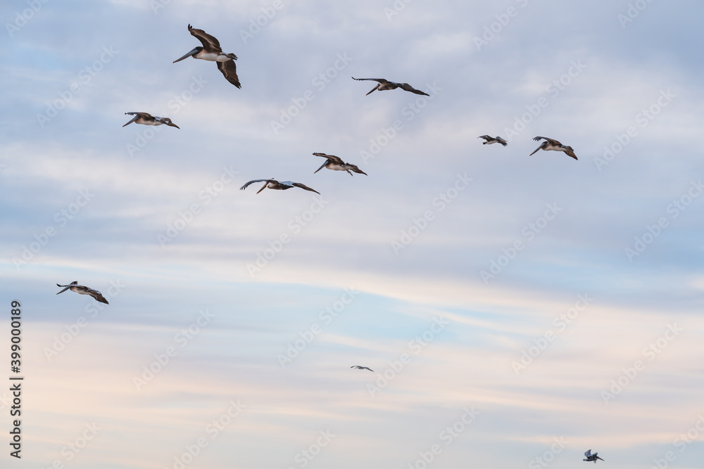 Sunset sky and flock of flying pelicans