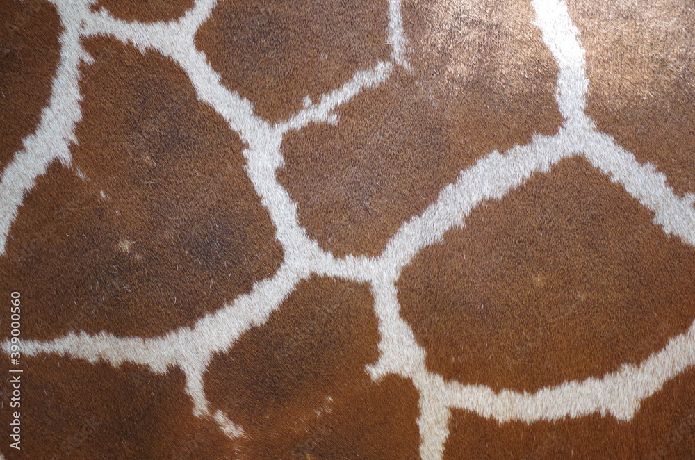 Obraz premium giraffe skin pattern