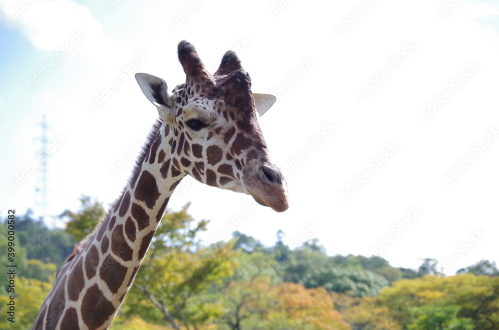 Fototapeta premium giraffe