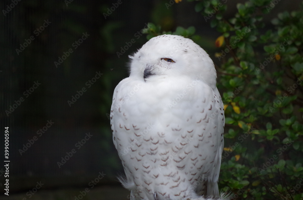 Worried owl Worried owl