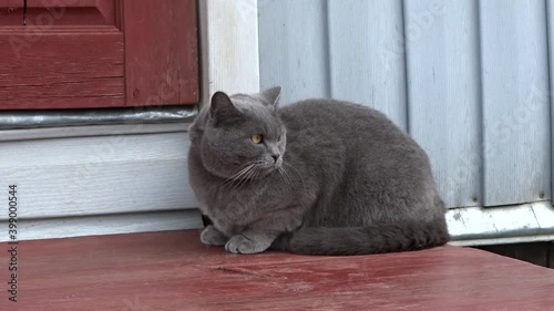 Fat gray cat sitting down on porch steps, got scared, and left.