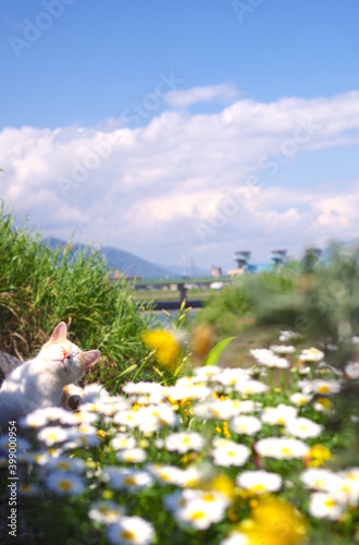 Scenery with a cat