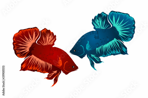 Vector of fighting red and blue betta fish. Vector illustration. Mojokerto, December 13th.